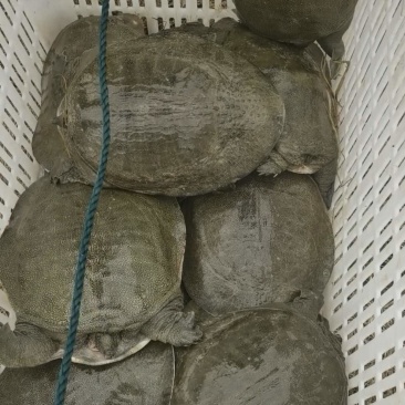 湖南汉寿6年生态公甲鱼活体产地批发餐饮商超长期供货