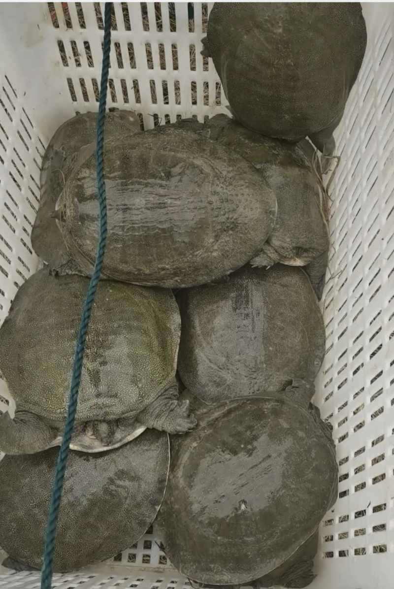 湖南汉寿6年生态公甲鱼活体产地批发餐饮商超长期供货