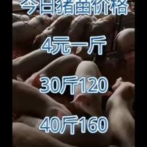 三元猪苗五元一斤山东仔猪便宜了山东仔猪猪苗批发