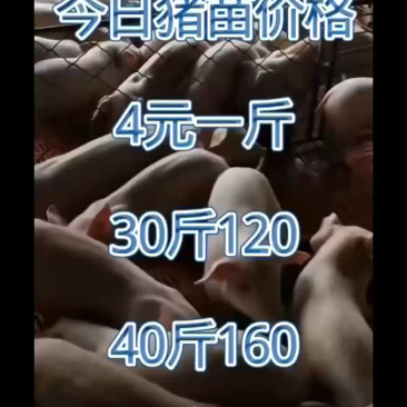 三元猪苗五元一斤山东仔猪便宜了山东仔猪猪苗批发