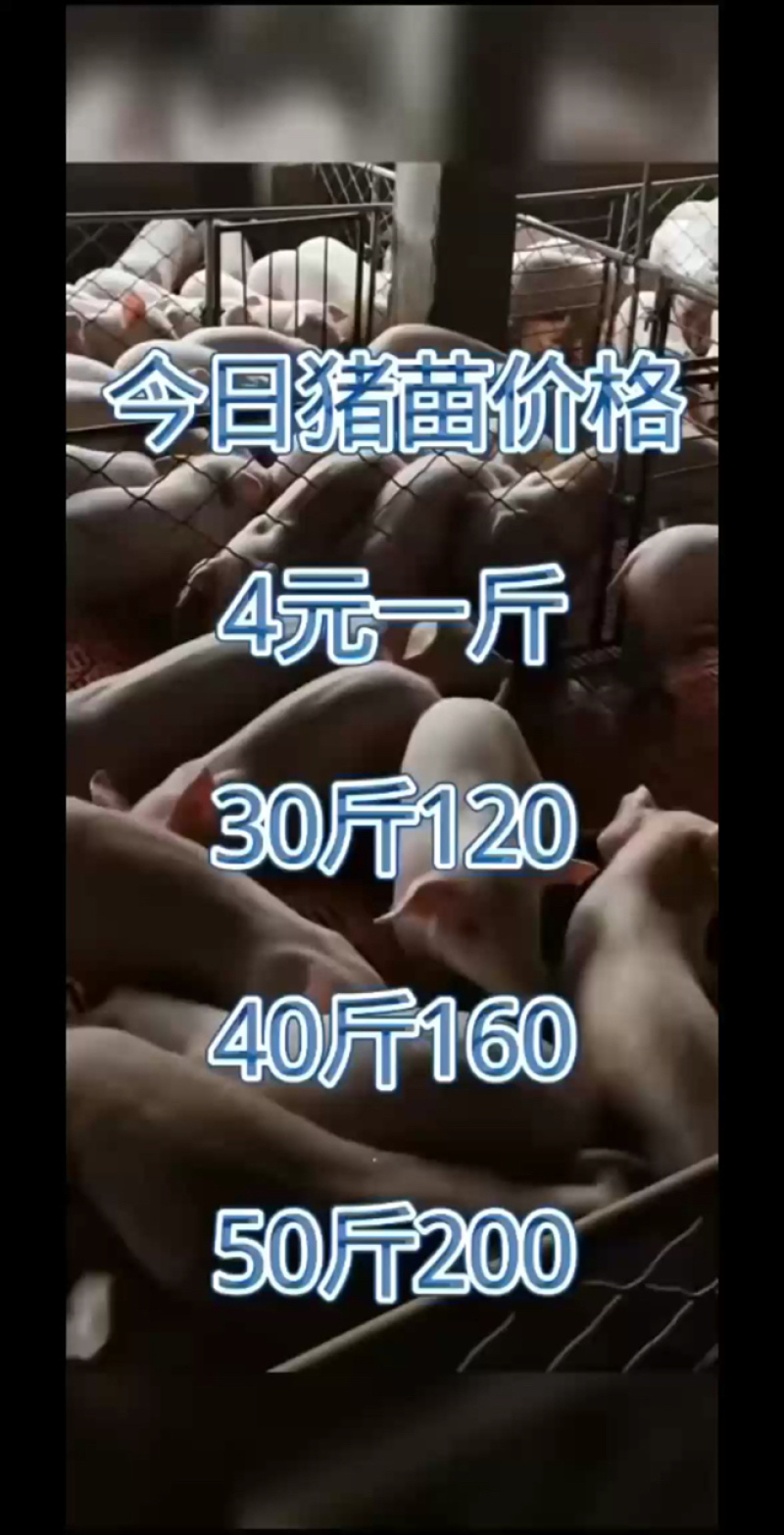三元猪苗五元一斤山东仔猪便宜了山东仔猪猪苗批发