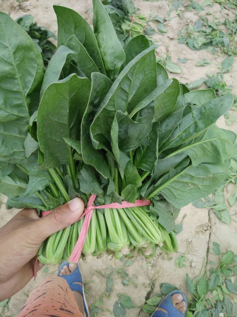 菠菜20~25厘米