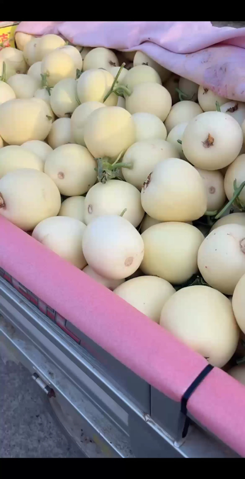白雪甜瓜白莎蜜小甜瓜甜瓜大量供应商超品质欢迎咨询