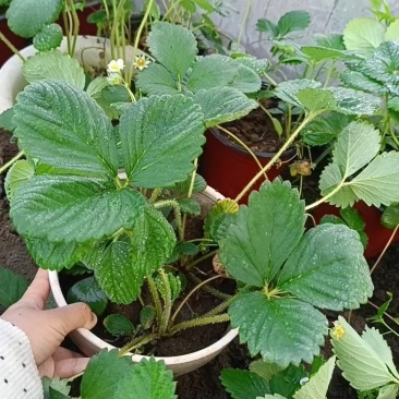 挂果草莓盆栽
