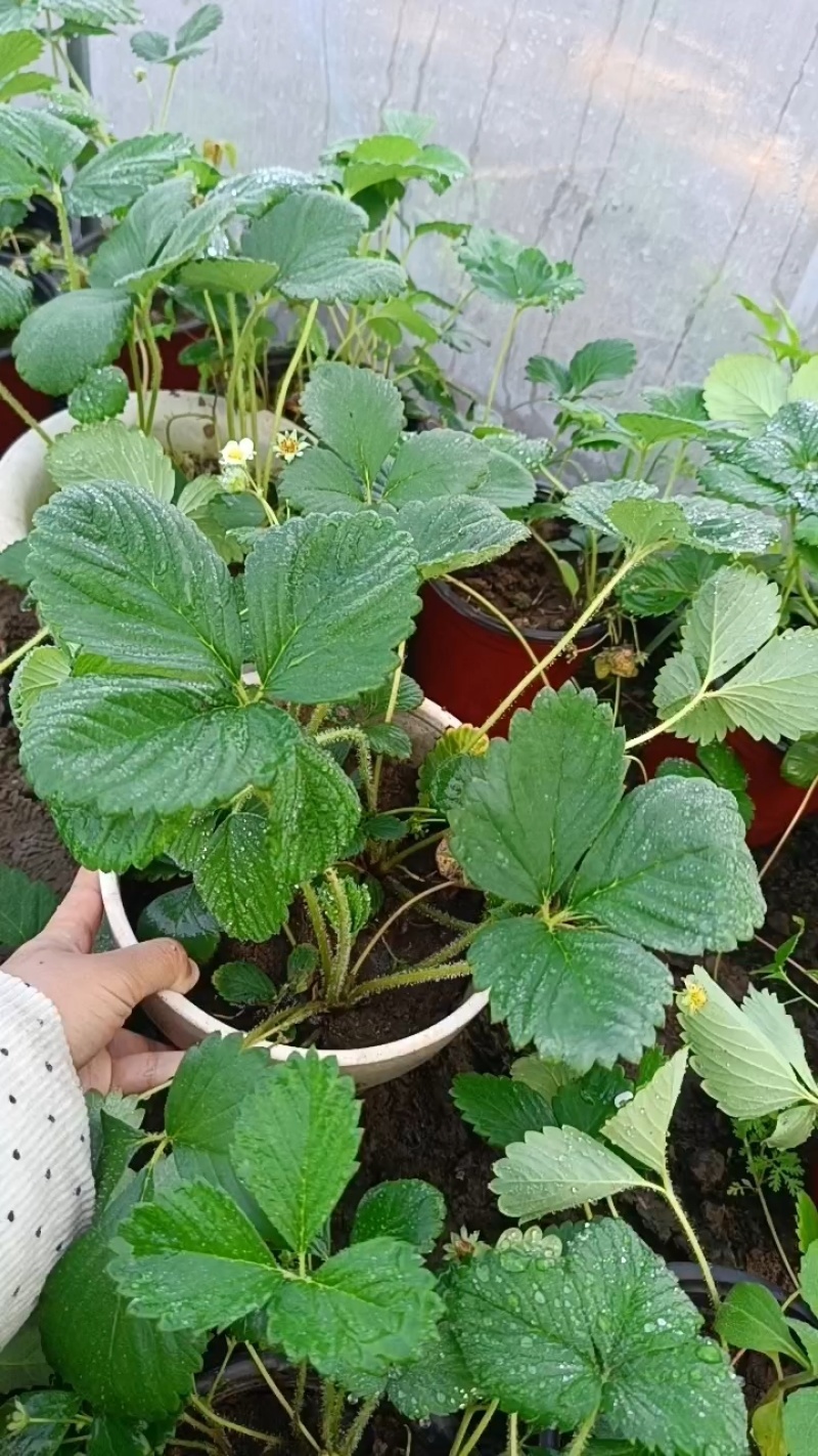 挂果草莓盆栽