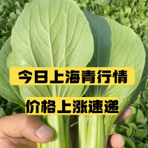 【精品】山东上海青油菜常年供货全渠道青菜欢迎咨询