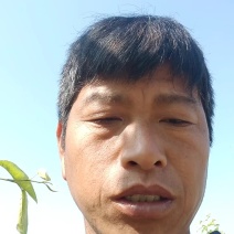 【推荐】酥梨金顶谢花酥梨大量供应量大从优欢迎来电