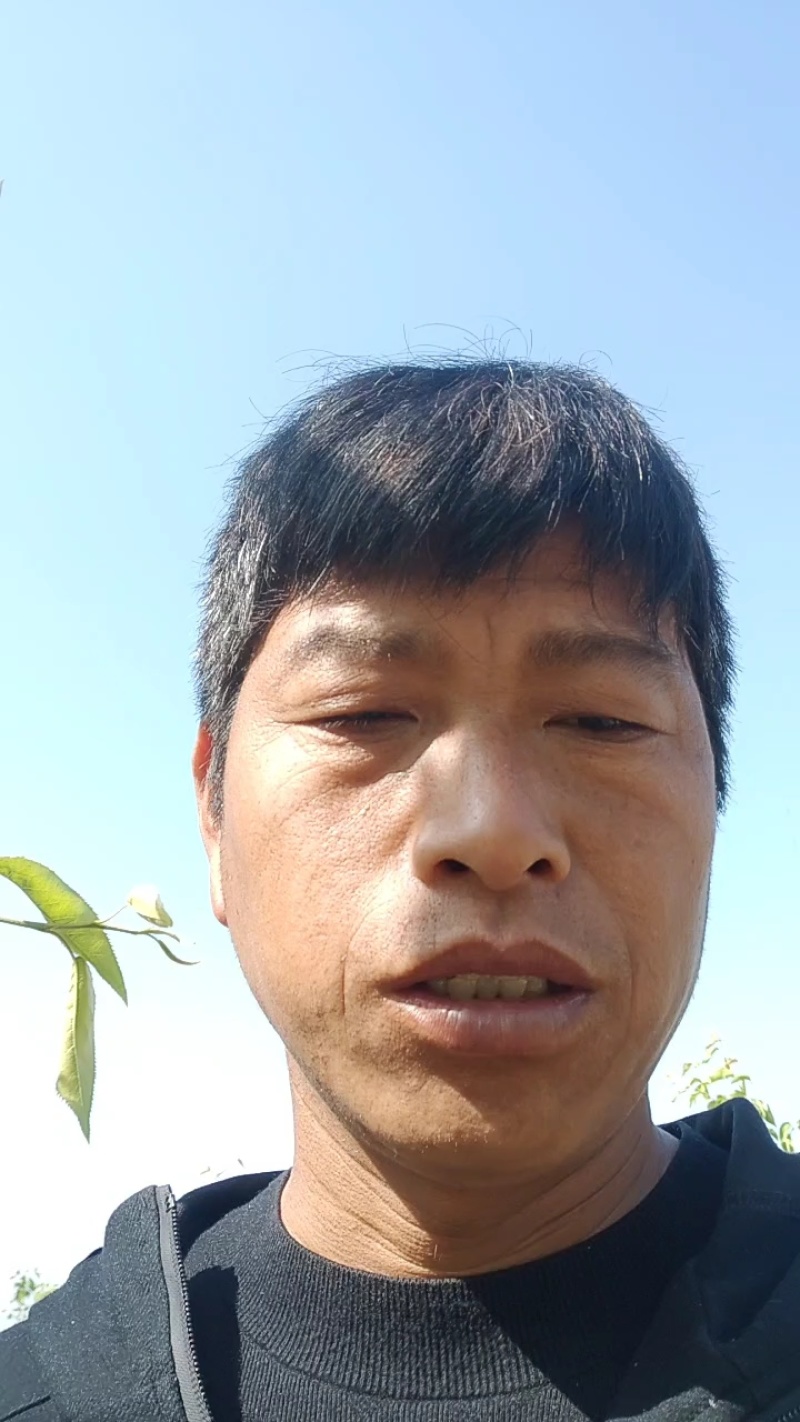 【推荐】酥梨金顶谢花酥梨大量供应量大从优欢迎来电