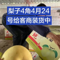 精品雪花梨，几毛钱一斤，火爆装车中！