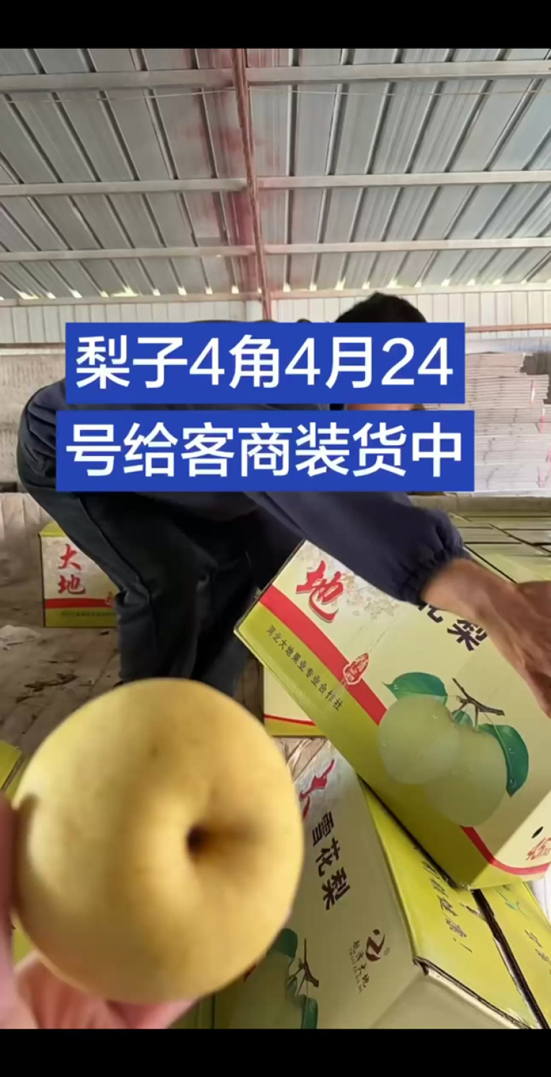 精品雪花梨，几毛钱一斤，火爆装车中！