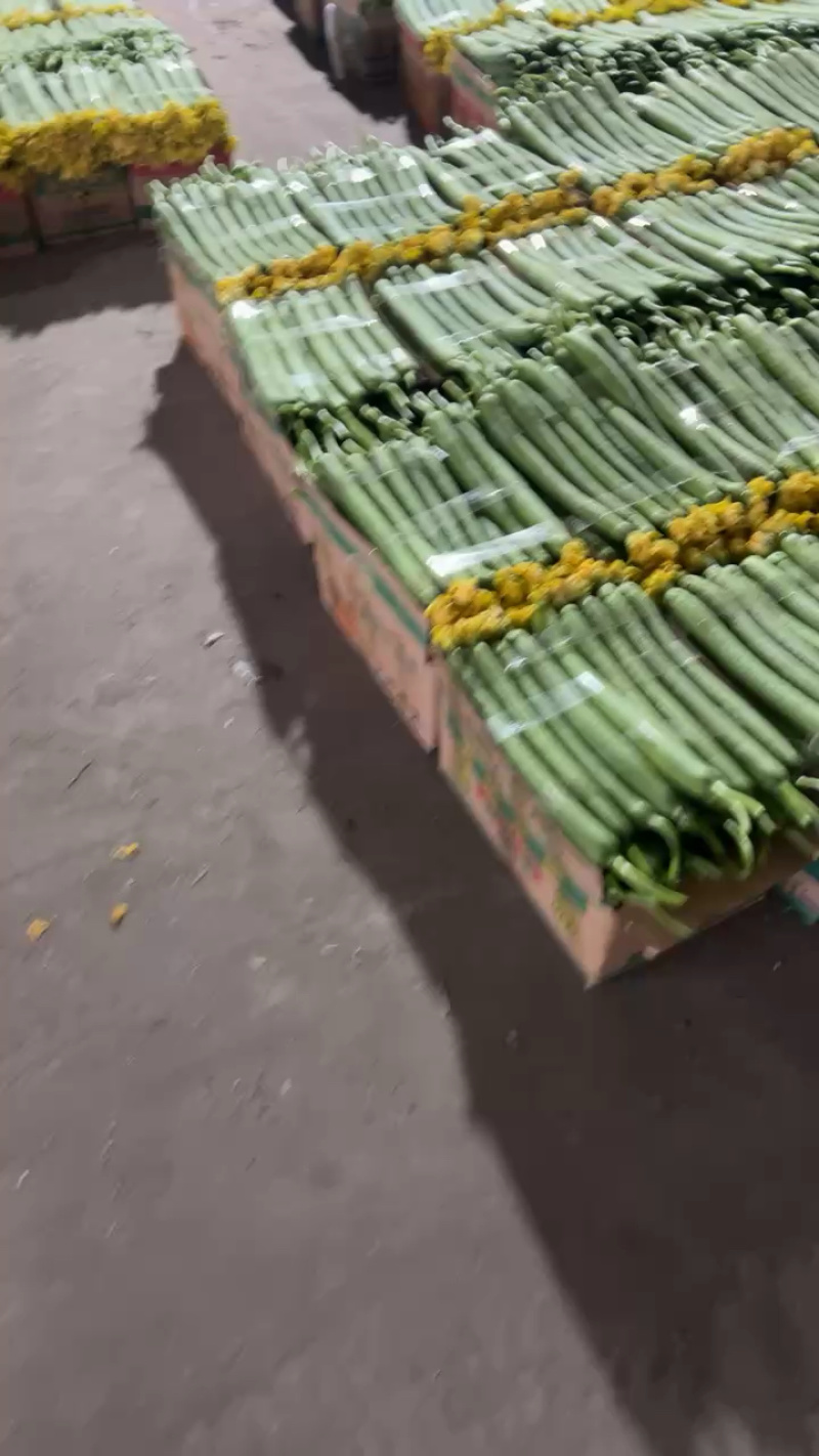 鲜花丝瓜基地直发对接商超电商35-48厘米欢迎来电咨询