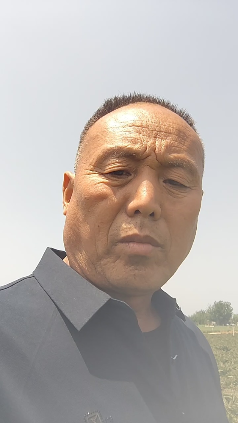 优质莴笋，莴苣产地直发。诚信经营，电商、市场均可发货。