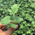 安徽宿州美都西瓜嫁接苗、苗场直供应品质有保障打电话咨询