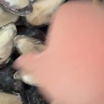 青口贝半壳青口贝半壳海虹捞汁烧烤火锅食材