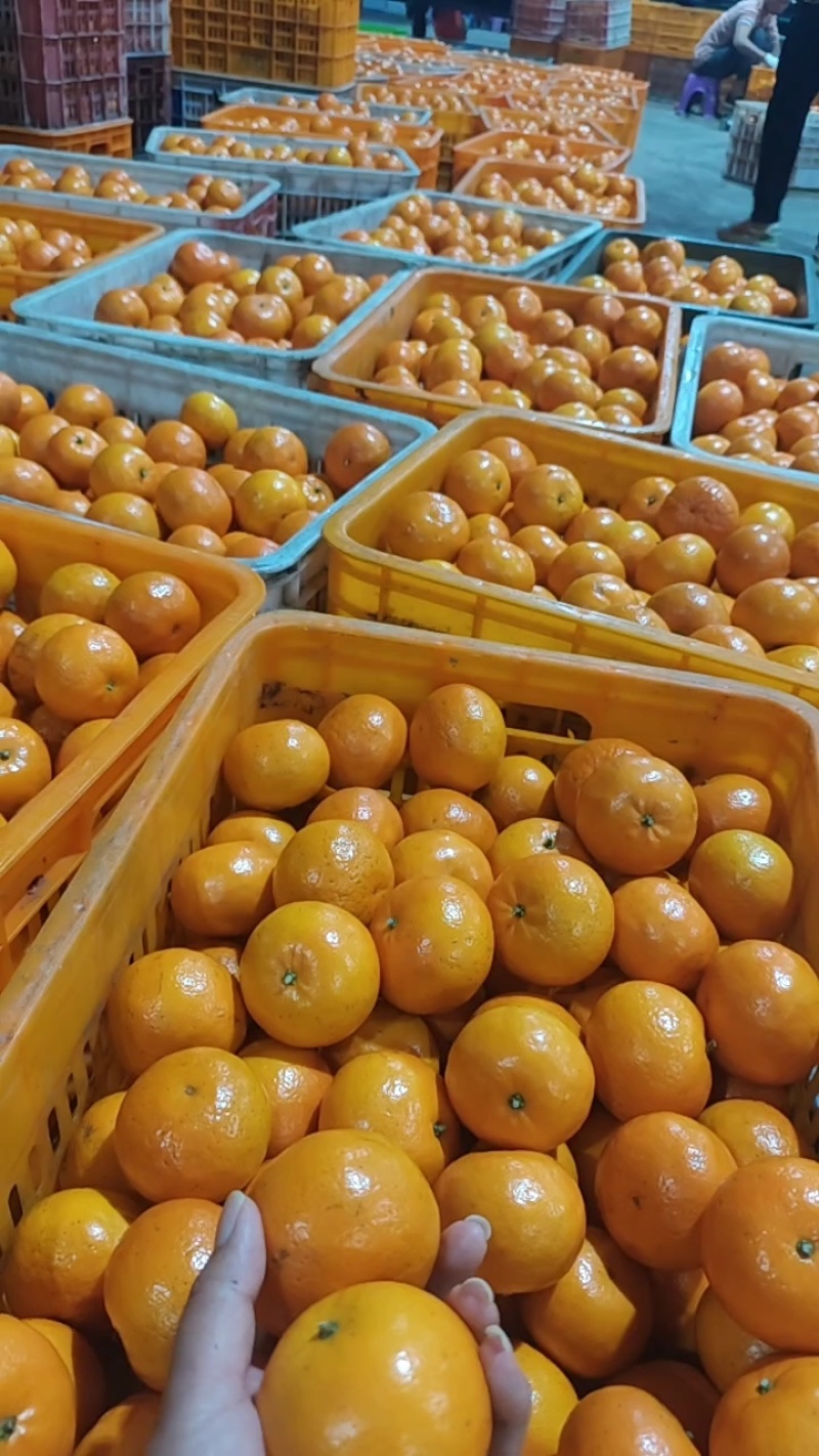 广西沃柑大量到货，五六毛起，多规格可选！