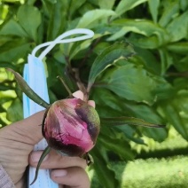 多类鲜切花芍药大量出售品种齐全颜色多样