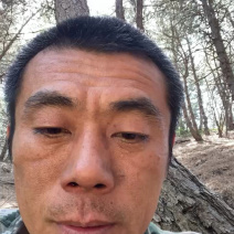 干松针需要随时联系我