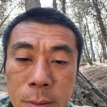干松针需要随时联系我