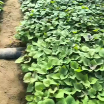 烟薯蜜薯苗、高剪苗、拔苗、需要的朋友们联系！
