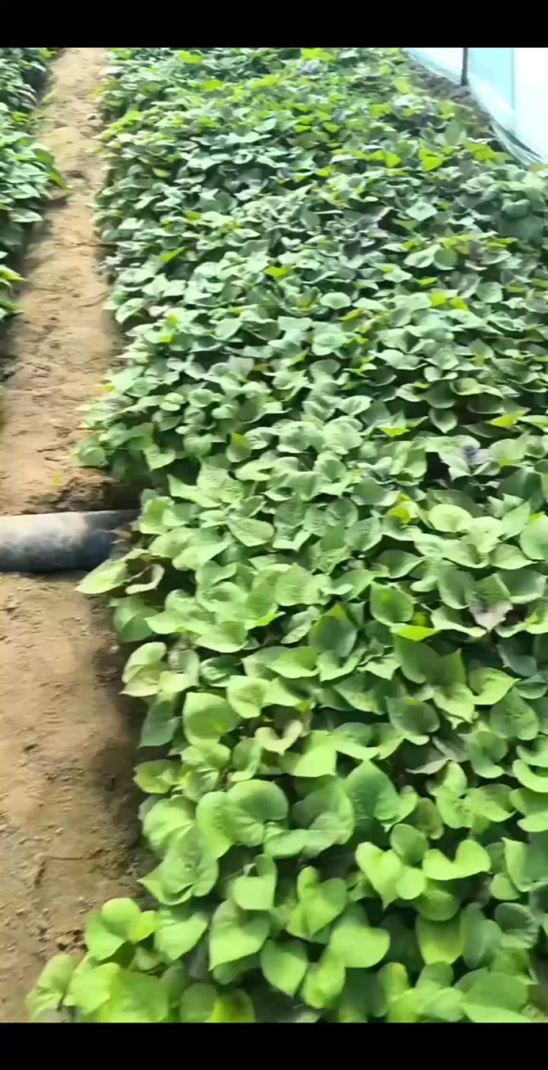 烟薯蜜薯苗、高剪苗、拔苗、需要的朋友们联系！
