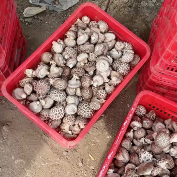 鲜香菇