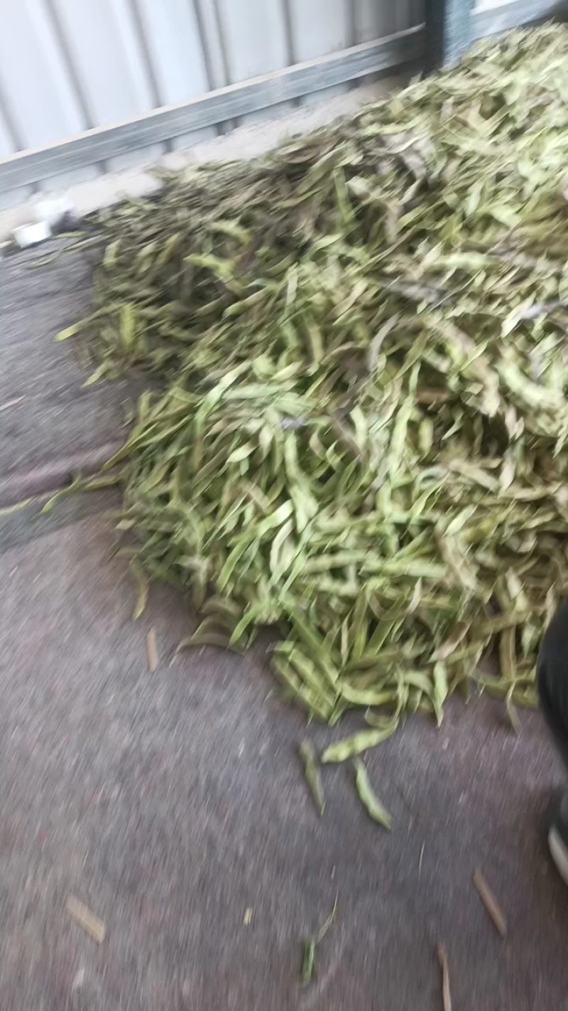 精品油豆，大量上市，价格美丽，口感丰富，营养健康