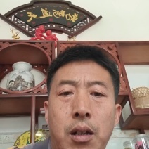 稻城松茸