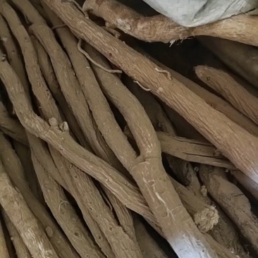 黄芪指甲片北芪指甲片0.8-1cm精选活动包邮