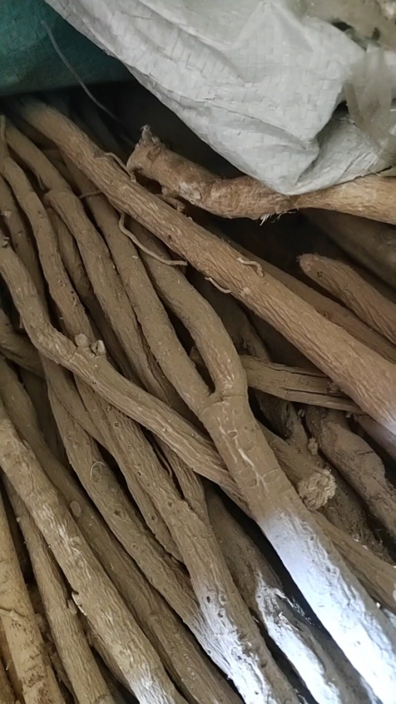 黄芪指甲片北芪指甲片0.8-1cm精选活动包邮