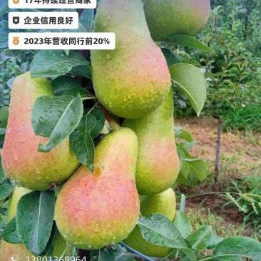 阿巴特梨树/十年梨树/可视频看货