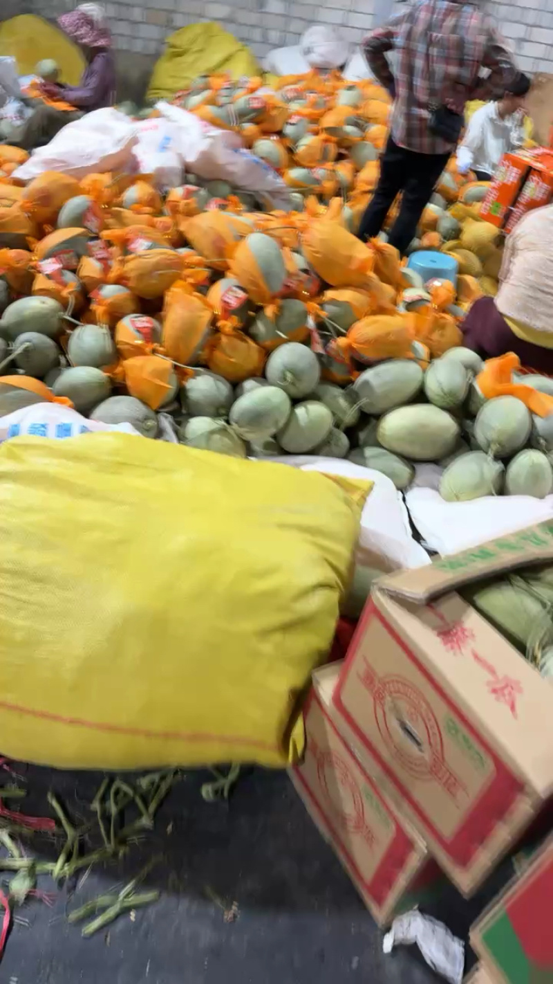 【优质推荐】甘肃晓蜜25哈密瓜可对接商超市场电商