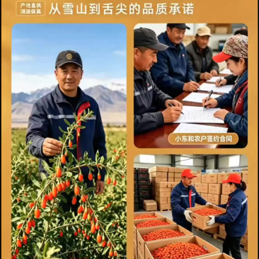 优选(基地直供青海精品头茬宁杞七号粒包满***免洗足干