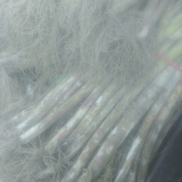 章丘大葱25~30cm毛葱2cm左右