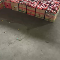 精品西红柿大量上市品质保证弧三以上沙瓤对接超市平台