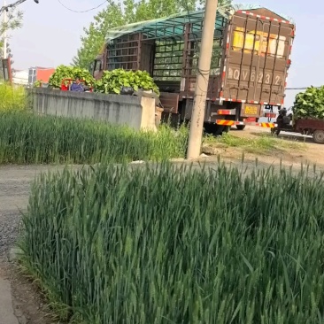山东兰陵产地，黄心大白菜大量上市中，欢迎来电