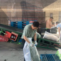 湖北沙洋县萝卜基地大量上市白萝卜，规格整齐划一匀称