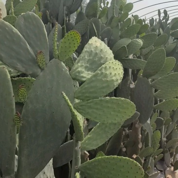 河南焦作食用药用仙人掌大量上市支持一件代发欢迎采购网红食