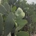 河南焦作食用药用仙人掌大量上市支持一件代发欢迎采购网红食