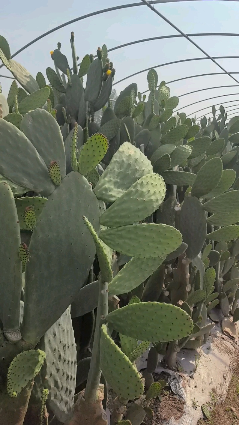 河南焦作食用药用仙人掌大量上市支持一件代发欢迎采购网红食