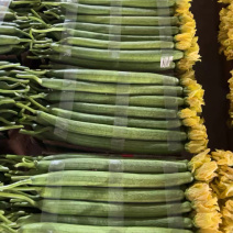 【推荐】鲜花丝瓜大量接单产地直发量大从优欢迎来电