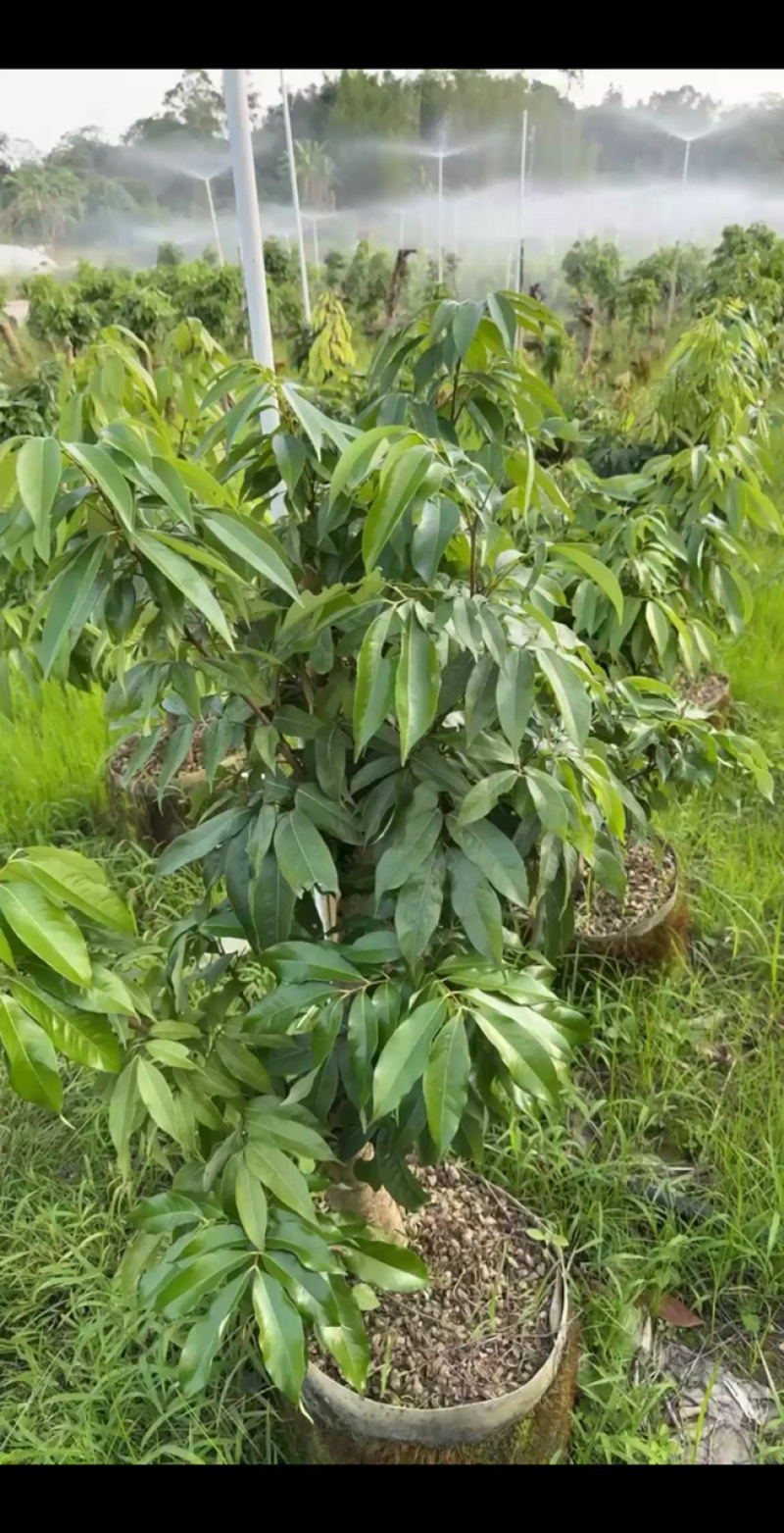 【好评超多】妃子笑荔枝苗高压苗酸甜爆汁果皮薄基地直供