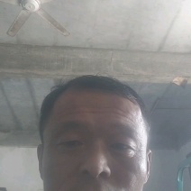 山东聊城莘县精品长豆角原产地发货一手货源批发品质保证