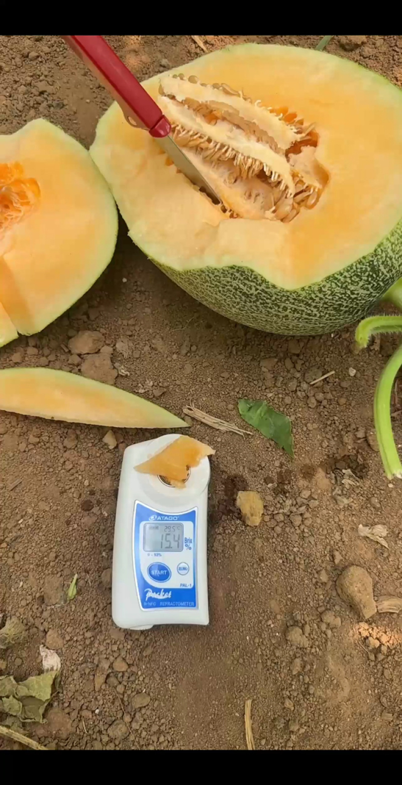 北海哈密瓜大量供应
