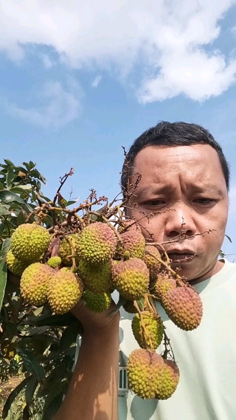 广东徐三月红荔枝妃子笑/市场果/果粒/串果/