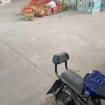 江苏连云港沙瓤硬粉西红柿