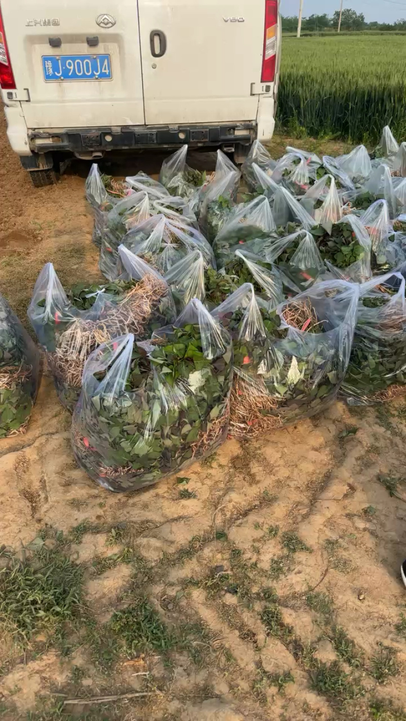 优质脱毒红薯苗西瓜红苗种苗技术指导成活率高欢迎联系