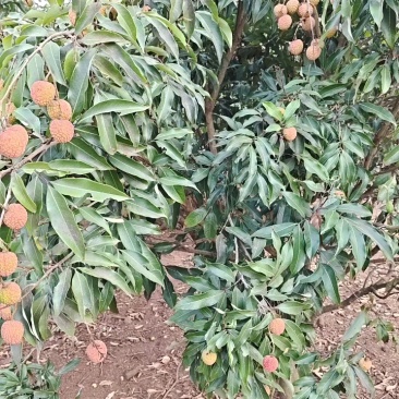《万人合作商》荔枝口感纯正软糯，可接电商市场商超团购出口