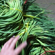 蒜苔大量供应代收代存代发各地市场产地批发质量保证