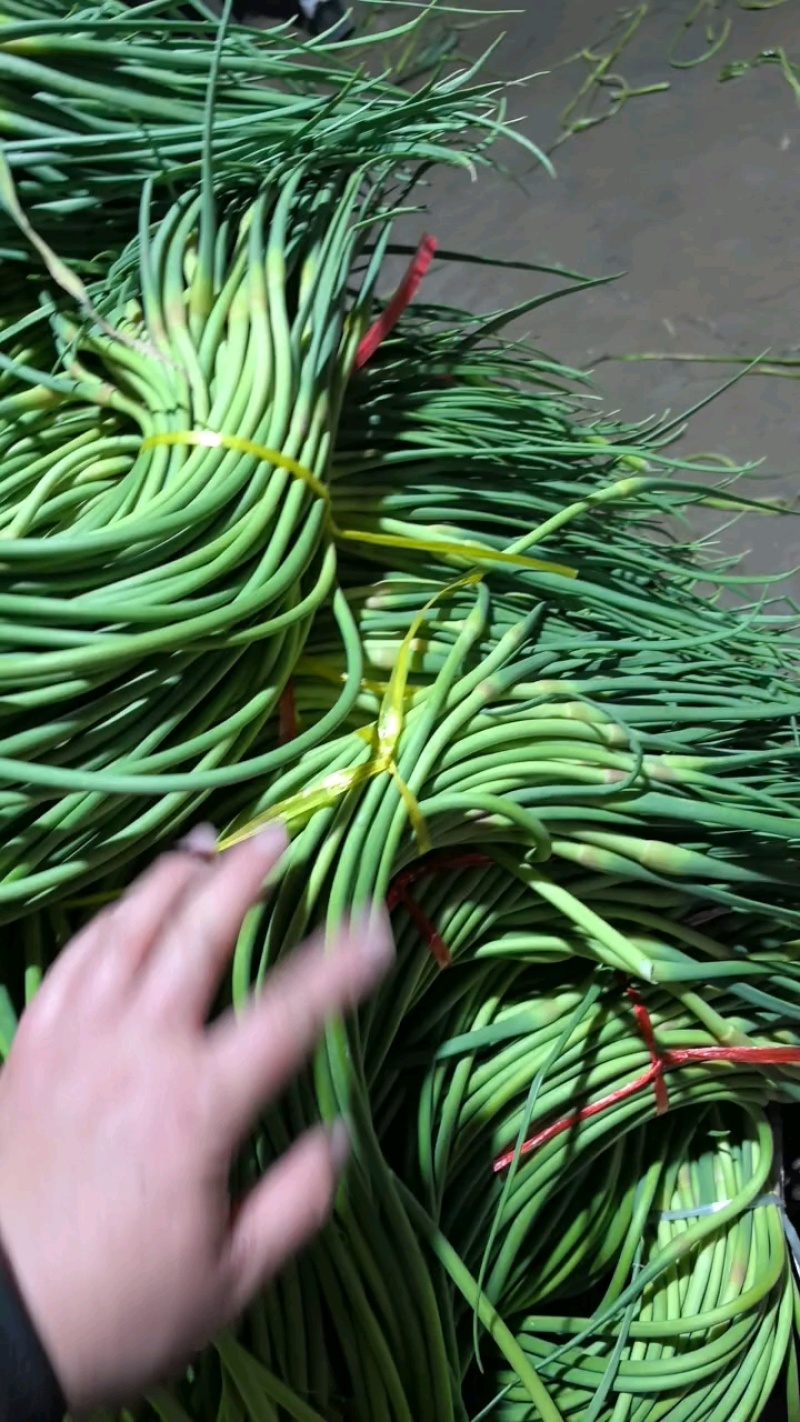 蒜苔大量供应代收代存代发各地市场产地批发质量保证