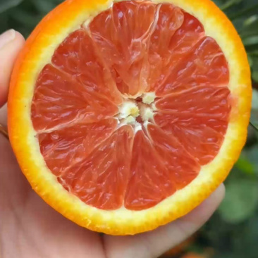 秭归血橙红心️️橙水份充足入口化渣欢迎定购